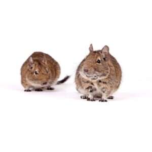 Degu