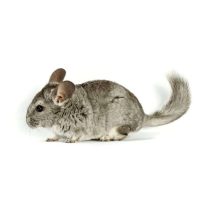 Chinchillafutter