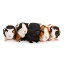 Meerschweinchenfutter